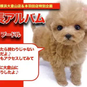 お値下げしました。送料込み♡トイプーアプリコットちゃん♡ トイプー、マルプー(アプリコット)