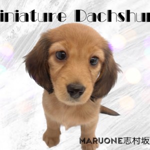 【 ミニチュアダックスフント 】胴長短足の美人降臨!甘える仕草に胸キュン必至!