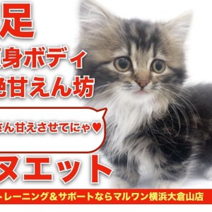 【 ミヌエット 】短足2頭身ボディで超絶甘えん坊な子が横浜に舞い降りた!