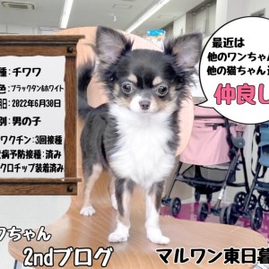 【 チワワ 】益々いい子で素敵な子になったチワワちゃん2ndブログ