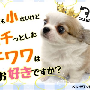 チワワ、うめ様ご確認用 価格の安いスムースコートチワワ♂【動画あり】 / ペット