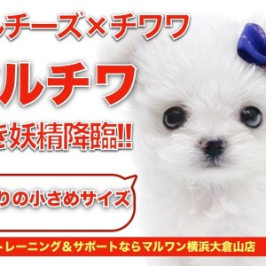 まるちわわんさま 専用です MIX 】白き妖精が横浜に舞い降りた！！マルチーズ×チワワのMIX