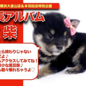 おしゃべりわんこ 豆柴ちゃん 楽天市場】動くぬいぐるみ 豆柴 TALK-DOG ワンちゃん お話
