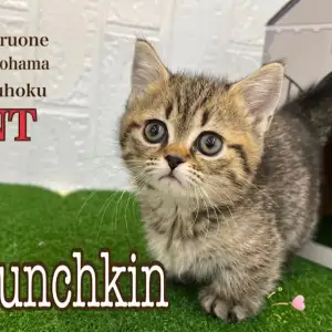 マンチカン 】脚の長さ3cm!超短足のマンチカンの女の子