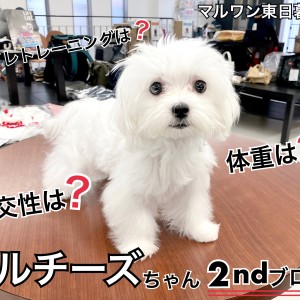 【 マルチーズ 】より可愛くより賢くなった当店自慢のマルチーズちゃん紹介