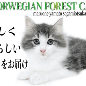 【 ノルウェージャンフォレストキャット 】美しさと人が好きで懐っこい性格に注目!