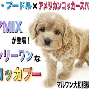 【 MIX 】レア犬種!トイプードルとアメリカンコッカーのミックス犬コッカプー!