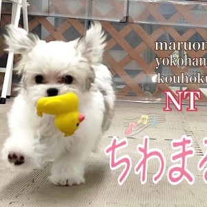 【 MIX 】ちわまるちゃんの生後4ヶ月の今をご紹介