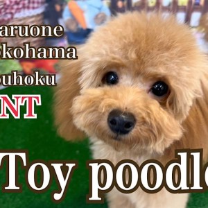 トイ・プードル 】6ヶ月のプーちゃんトリミングで驚きの変身！ | マルワンBLOG | ペットショップ マルワン 小さめ子犬 美形な子猫  初心者安心のサポート