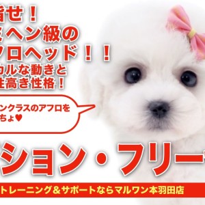 【 ビションフリーゼ 】目指せジミヘンアフロ!ホワイトエンジェルがやってきた!