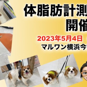 【今宿店イベント情報】5/4(木)ワンちゃんの体脂肪計測会のお知らせ!