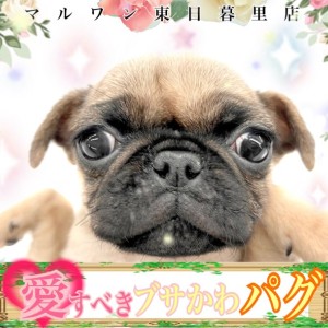 【 パグ 】愛すべきブサカワ界のボスキャラ