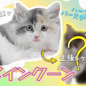 【 メインクーン 】愛され続け迎えた生後半年!素敵なレディへ大変身のメイちゃん
