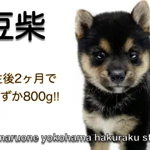 □豆柴　プロフ必須さま専用愛犬ちゃん2体ミニチュアオーダー確認用ページ□愛犬雑貨 □豆柴 プロフ必須さま専用愛犬ちゃん2体ミニチュアオーダー確認