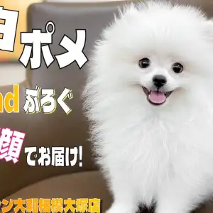 ポメラニアン 】毛量最高級！笑顔が可愛い白たぬきポメの2ndブログ 