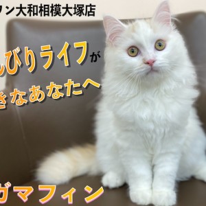 【 ラガマフィン 】猫とのスローライフが夢!というアナタへ最高のパートナー!