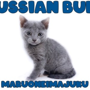 【 ロシアンブルー 】甘えん坊の緊張知らず!究極の癒し系にゃんこがやってきた!