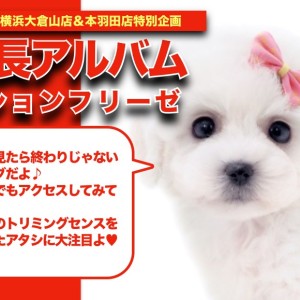 【 ビションフリーゼ成長アルバム 】お手入れセンス抜群の女の子の成長期!