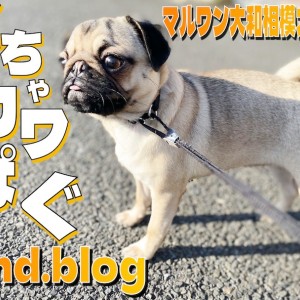【 パグ 】お利口さんに磨きをかけています!ペチャ顔の可愛さ光る2ndブログ