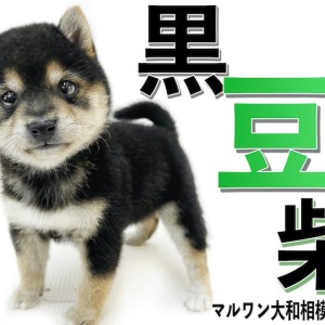 【 豆柴 】手乗りサイズの超小柄!生後2ヶ月で体重800g台の懐っこい黒豆柴!