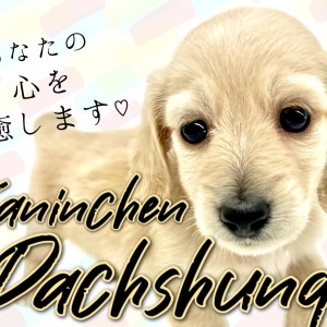 【 カニンヘンダックスフンド 】小さい癒し系男子!おっとりちゃんな短足わんこ!