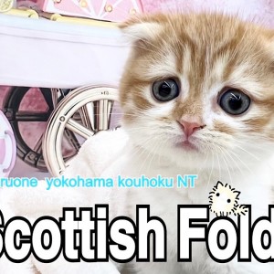 【 スコティッシュフォールド 】タレ耳タレ目がかわいい男の子