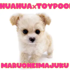 MIX犬 】チワワとトイプードルを両親にもつ目ヂカラ最強チワプーの 
