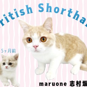 【 ブリティッシュショートヘア 】元気いっぱい!生後7ヵ月のブリくんの成長記録!