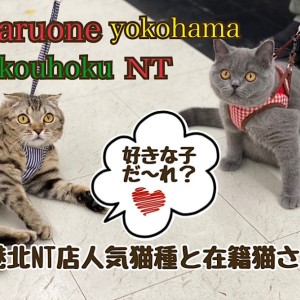 【 お役立て情報 】港北NT店人気猫種と在籍猫さんのご紹介