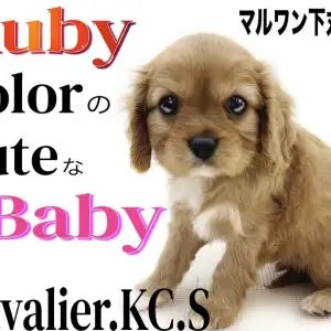 【 キャバリア 】宝石の様に美麗なルビーの毛色を持つ愛しさ溢れる癒し系!