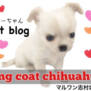 かわいい♡チワワちゃん　トレー☆小物入れ チワワ 】どこから見ても100点満点！あざと可愛い代表チワワが