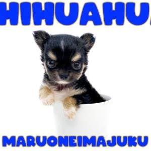 チワワ CH.シャンクス♂ #チワワ #ロングコートチワワ #チワワ専門犬舎