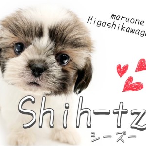 【 シーズー 】癒し度120%!老若男女から愛され続けるシーズーちゃん!