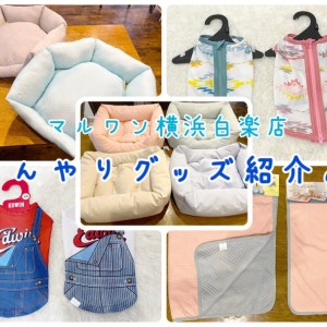 【 商品紹介 】愛犬と暑い夏を乗り切ろう!おすすめひんやりグッズ紹介