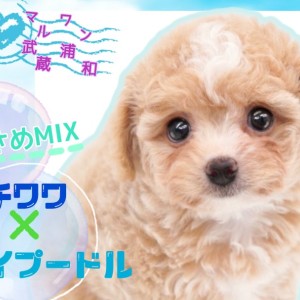 MIXチワプー 】MIX犬の最小サイズ！くりくりな瞳とふわふわさに