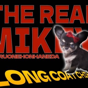 【 チワワ 】小さめボディが愛らしい最高のブラック系チワワ！