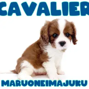 キャバリア 】幸せを運ぶ王道ブレンハイムカラーの癒し系男子が