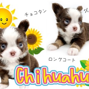【 ロングコートチワワ 】大人気が止まらない！ちびっ子チョコタンチワワ！