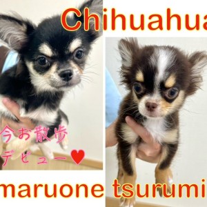 【 チワワ 】元気なブラタンと控えめなチョコタンのチワワちゃん!!