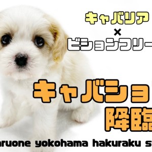 【 MIX 】大人気キャバション!プレミアム級のルックスと順応性抜群な性格!