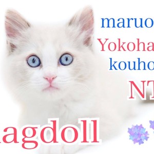 【 ラグドール 】キリッと美形!甘えん坊のぬいぐるみ猫さん