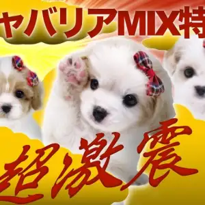キャバリアMIX特集 】キャバション・キャバマルプー・ポメキャバ大 