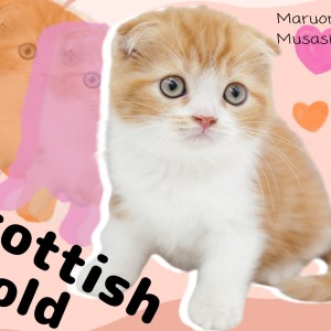 【 スコティッシュフォールド 】アイドルにゃんこの笑顔あふれる癒しをおすそわけ!