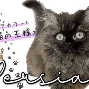 ペルシャ 】希少！ブラックスモークの猫の王様が横浜元町に
