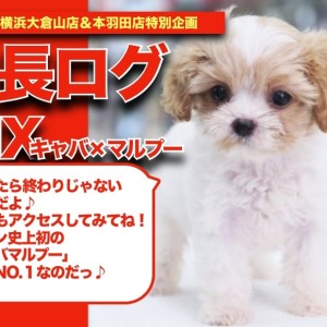 【 キャバマルプーちゃんの成長アルバム 】奇跡のスーパーハイブリッドMIXの成長記!