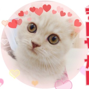 【 マンチカン 】まんまるフェイスののんびりボーイ!