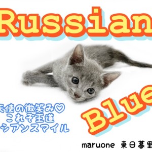 ロシアンブルー 】愛らしい天使の微笑み。これぞ王道ロシアン