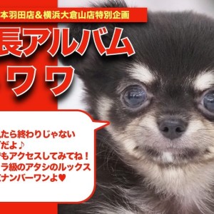 【RIBONページ】チワワさん肖像画☆ チワワ 】ウルトラ級の可愛さ！リアルミッキーの成長日記