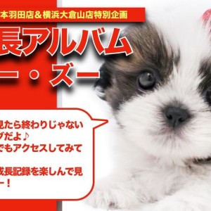 シーズー（伏せポーズ） シーズーのこのポーズが好き | シーズー犬ぽんずブログ