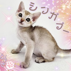 シンガプーラ 】小さな妖精！魅惑のスタイリッシュキャット